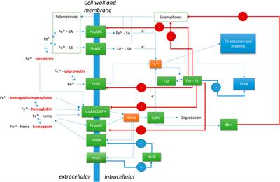 The Role of Iron in Staphylococcus aureus Infection and Human Disease: A Metal Tug of War at the Host—Microbe Interface